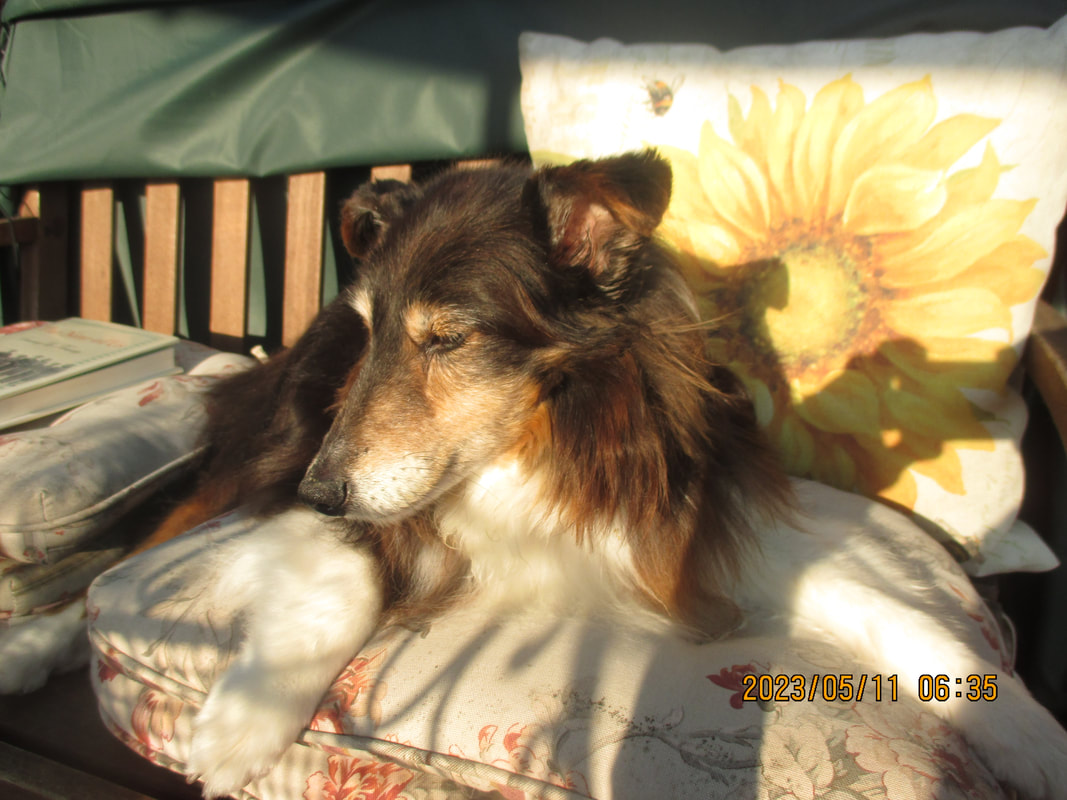 Lifesize Plush Laying Border Collie Dog – The Well Appointed House