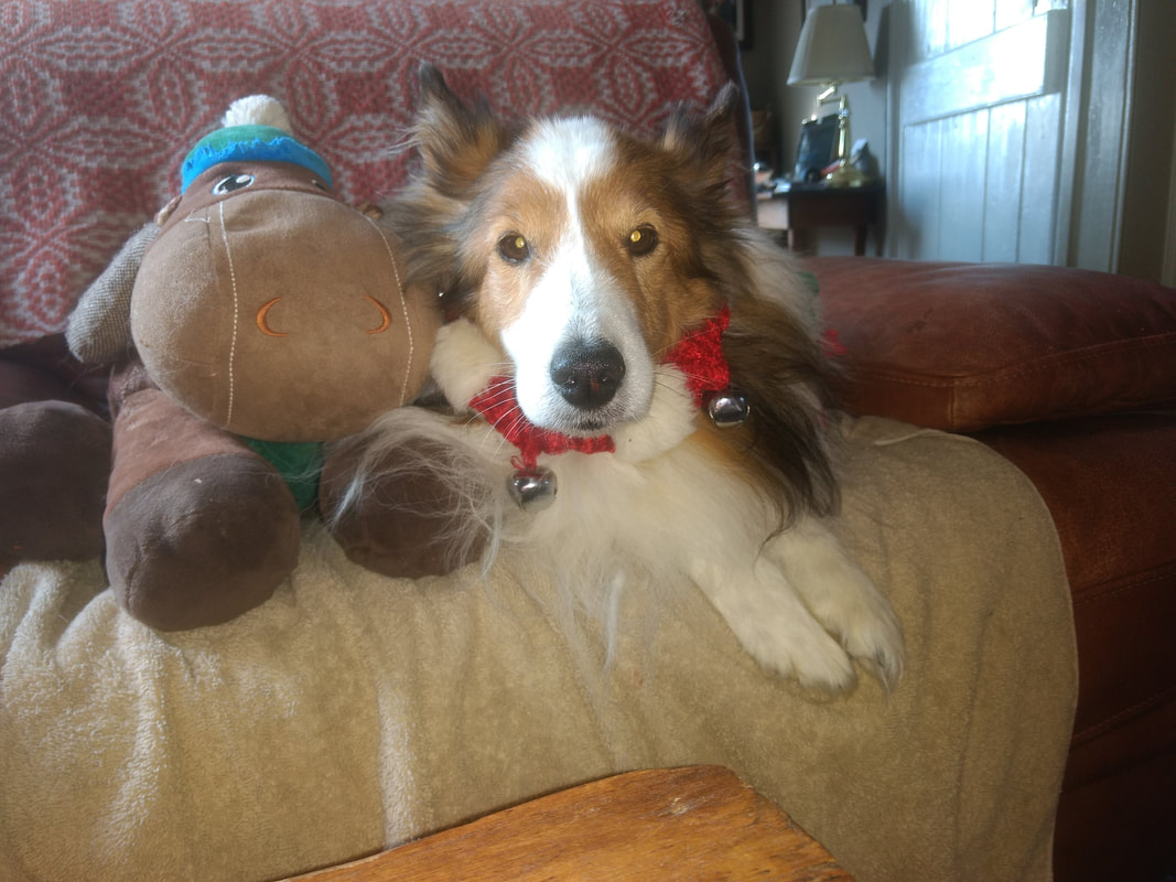 Random shop creek shelties