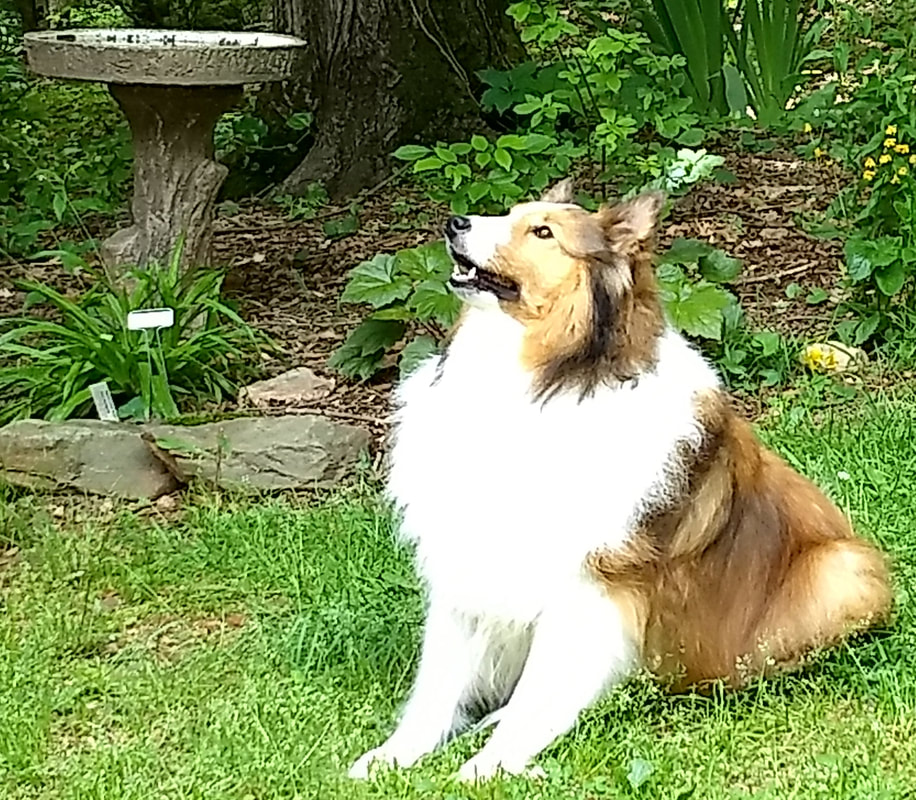 Oak knoll hot sale shelties
